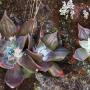 Canyon Live Forever (Dudleya cymosa): These natives are in the same family as the garden succulents called Hen & Chicks.